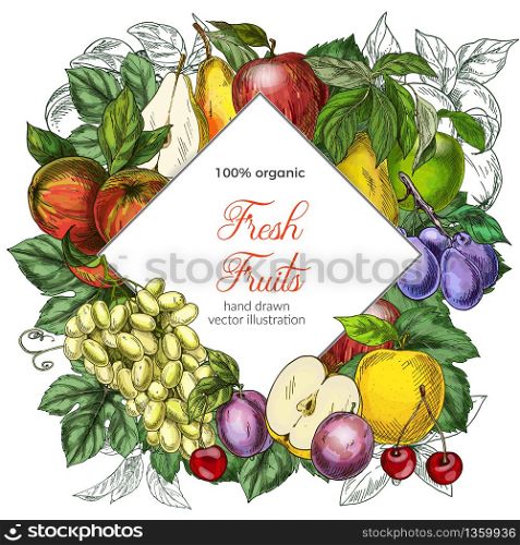 Rhombus banner template. Garden fruits, colored hand drawn vector illustrations.