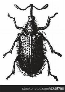 Rhynchites Beetle isolated on white, vintage engraved illustration. Dictionary of words and things - Larive and Fleury - 1895.