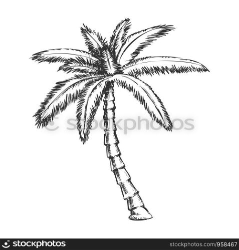 Ribbon Fan Palm Tropical Tree Monochrome Vector. Exotic Palm With Fan-shaped Leaves Split Into Long And Twisted Trunk. Nature Botany Template Hand Drawn In Vintage Style Black And White Illustration. Ribbon Fan Palm Tropical Tree Monochrome Vector