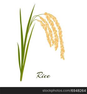 rice leaves, spikelets and seeds on a white background.. Rice. Leaves and spikelets of rice on a white background. Vector illustration. Eps 10.
