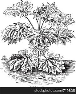 Rice-paper Plant or Tung-tsau or Tetrapanax papyriferus, vintage engraving. Old engraved illustration of a Rice-paper Plant.