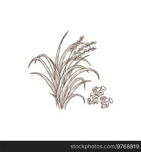 Rice plant oryza sativa common asian plant isolated monochrome icon. Vector superfood, wild Oryza glaberrima African rice. Porridge ingredient, agriculture and farming cereal crop, organic food. Oryza sativa common asian plant and grain isolated