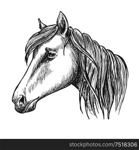 Riding horse head sketch with long mane. Horse racing, equestrian sport theme or t-shirt print design. Riding horse head sketch for equine sport design