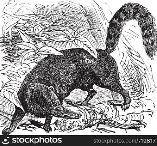 Ring-tailed Coati or South American Coati or Nasua nasua, vintage engraving. Old engraved illustration of a Ring-tailed Coati.