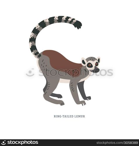 Ring-tailed lemur or Lemur catta - large strepsirrhine primate with long black and white ringed tail. Simple Colorful vector illustration in flat cartoon style on white background. . Ring-tailed lemur or Lemur catta - large strepsirrhine primate with long black and white ringed tail.