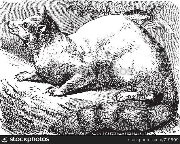 Ringtail or Ring-tailed Cat or Bassariscus astutus, vintage engraving. Old engraved illustration of a Ringtail.