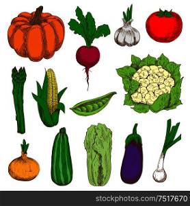 Ripe and fresh tomato, eggplant, onions and pumpkin, sweet corn and peas, garlic, zucchini and beet, cauliflower, asparagus and chinese cabbage vegetables colored sketch icons. Organic farming design. Colored sketched vegetables for agriculture design