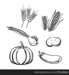 Ripe autumn pumpkin, corn cobs, potato, green onion, eggplant vegetables and wheat ears. Sketch icons for vegetarian food or healthy nutrition themes design. Ripe autumn vegetables and wheat sketch icons