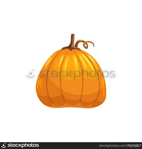 Ripe autumn pumpkin isolated organic vegetable. Vector vegetarian food, Halloween symbol. Orange fresh pumpkin with stem isolated vegetable