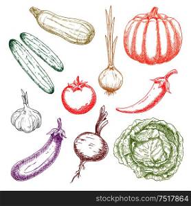 Ripe autumnal pumpkin and tomato, green crunchy cabbage and cucumbers, onion and eggplant, sweet juicy beetroot and zucchini, pungent garlic and chili pepper sketches. Agriculture harvest design usage. Autumnal ripe vegetables colorful sketch icons