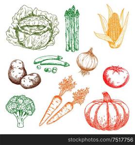 Ripe autumnal sweet orange pumpkin and carrots, green pods of peas, cabbage, broccoli and bundle of asparagus, yellow corn cob and pungent onion, tasty red tomato and potato vegetables isolated sketch icons. Autumnal organic farm vegetables colored sketches