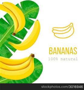 Ripe Bananas and palm leaves with text 100 percent natural. Vertical stripe label. free space. Vector illustration with tropic motif. Concept idea for logo, tag, banner, advertising, prints, wrapping. Ripe Bananas and palm leaves with text 100 percent natural. Vertical stripe label. free space.