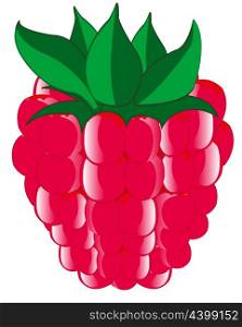Ripe berry raspberry. Vector illustration of the ripe berry of the raspberry