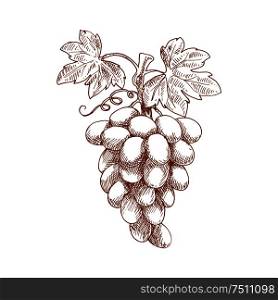 Ripe bunch of sweet juicy grape fruit on curved grapevine with leaves and tendril. Sketch style vector for vineyard or winery emblem, healthy dessert food or agriculture themes. Bunch of grape fruit on grapevine, sketch