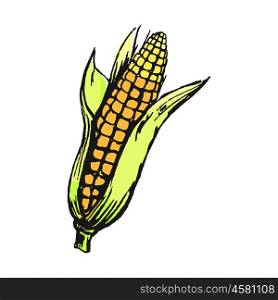Ripe corn cob with leaves isolated sketch on white background. Sweet nutritious organic cereal plant grown at farm vector illustration.. Ripe Corn Cob with Leaves Isolated Illustration