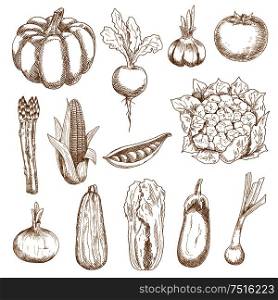 Ripe farm tomato and corn, onion and garlic, eggplant and beet, pumpkin and chinese cabbage, zucchini and pea pod, cauliflower and asparagus vegetables. Sketches in vintage engraving style. Farm vegetables sketches in vintage style