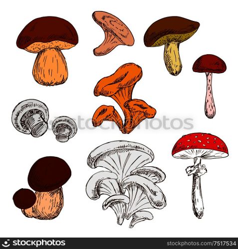 Ripe fresh king bolete and champignons, wild forest chanterelles, porcini and boletus, tree oysters and cep, poisonous amanita mushrooms sketch symbols. Great for vegetarian recipe or guide book design usage . Ripe fresh mushrooms sketch symbols