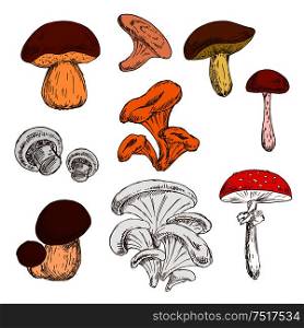 Ripe fresh king bolete and champignons, wild forest chanterelles, porcini and boletus, tree oysters and cep, poisonous amanita mushrooms sketch symbols. Great for vegetarian recipe or guide book design usage . Ripe fresh mushrooms sketch symbols