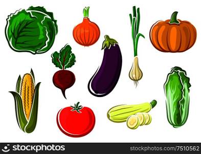 Ripe fresh tomato, cabbage, corn, onion, pumpkin, zucchini, eggplant, beet, scallion and chinese cabbage vegetables isolated on white background. Isolated ripe healthy farm vegetables