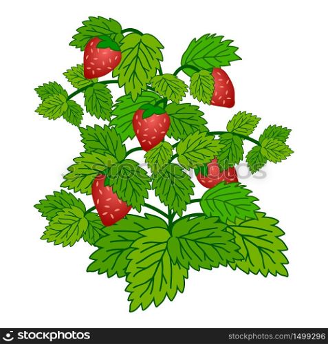Ripe garden strawberry bush isolated on white background. Vector illustration