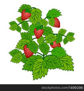 Ripe garden strawberry bush isolated on white background. Vector illustration