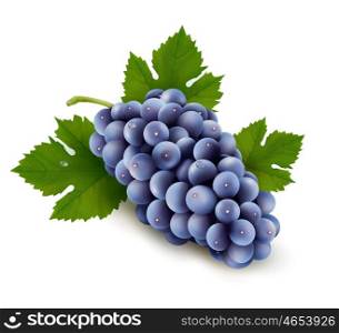 Ripe grapes with leaf. Vector