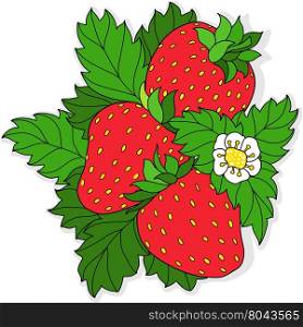 Ripe juicy strawberries. Three ripe strawberry and flower on a background of green leaves. Vector illustration.