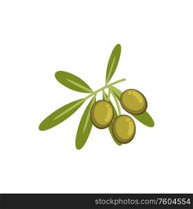 Ripe olives fruits, olive oil ingredients isolated. Vector twig with green leaves and berries. Olives ingredients, olive oil isolated ripe fruits