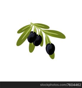 Ripe olives fruits, olive oil ingredients isolated. Vector twig with leaves and black olives. Olives ingredients, olive oil isolated ripe fruits