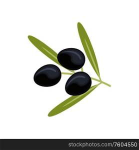 Ripe olives fruits, olive oil ingredients isolated. Vector twig with leaves and black olives. Olives ingredients, olive oil isolated ripe fruits