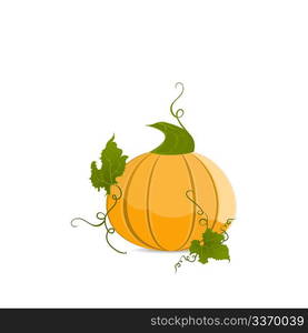 Ripe orange pumpkin vegetable with green leaves. Vector