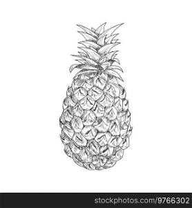 Ripe pineapple fruit sketch with waxy leaves on the top and rough scaly peel. Ripe pineapple fruit sketch