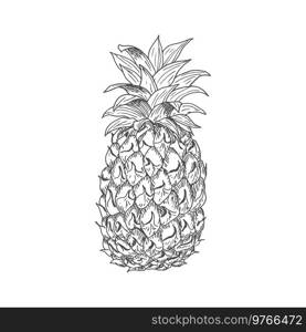 Ripe pineapple fruit sketch with waxy leaves on the top and rough scaly peel. Ripe pineapple fruit sketch