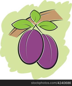 Ripe Plums on Bramch with leaves vector illustration