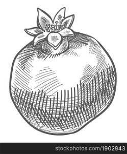 Ripe pomegranate fruit, isolated product in market or shop. Icon of exotic ingredient for eating, food full in antioxidants and minerals. Monochrome sketch outline colorless vector in flat style. Pomegranate tasty food monochrome sketch outline
