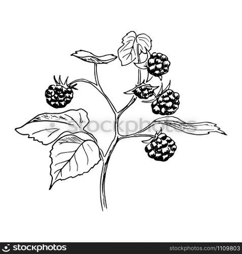 Ripe raspberries on the branch with leaves. Hand drawn Sketch style ink pen vector illustration. For decoration, prints, label, tags, isolated on white background. vintage. logo design template, badge. Ripe raspberries on the branch with leaves. Hand drawn Sketch style ink pen vector illustration