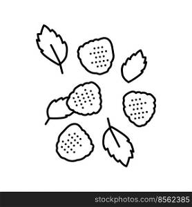 ripe raspberry berries line icon vector. ripe raspberry berries sign. isolated contour symbol black illustration. ripe raspberry berries line icon vector illustration