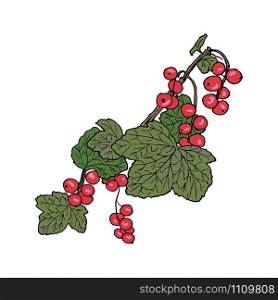 Ripe red currant branch with berries and leaves. Hand drawn Sketch style colored ink pen vector illustration. For decoration, prints, label, tags, isolated. vintage. logo design template, badge. Ripe red currant branch with berries and leaves. Hand drawn Sketch style colored ink pen vector illustration.