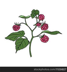 Ripe red raspberries on the branch with leaves. Hand drawn Sketch style colored ink pen vector illustration. For decoration, prints, label, tags, isolated. vintage. logo design template, badge. Ripe red raspberries on the branch with leaves. Hand drawn Sketch style ink pen vector illustration