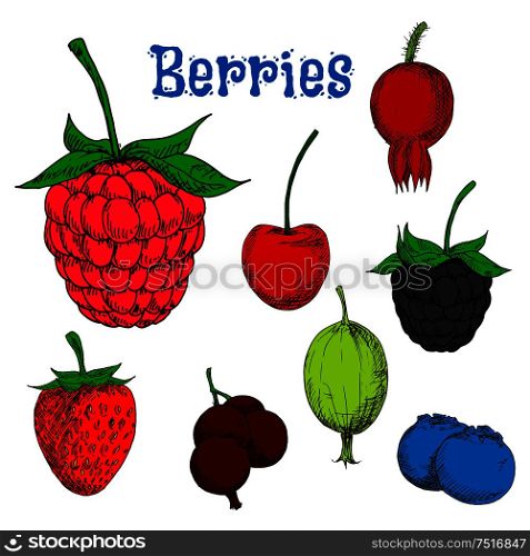 Ripe red raspberry and strawberry, cherry and briar, blackberry and green gooseberry, black currant and blueberry fruits. Colorful berry sketches for kitchen theme or agriculture design. Ripe colorful berry fruits sketches