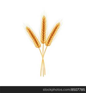 Ripe spikelets of wheat with grains,ears and stalks.Realistic illustration of seed plants,organic farming farming.Healthy lifestyle element.