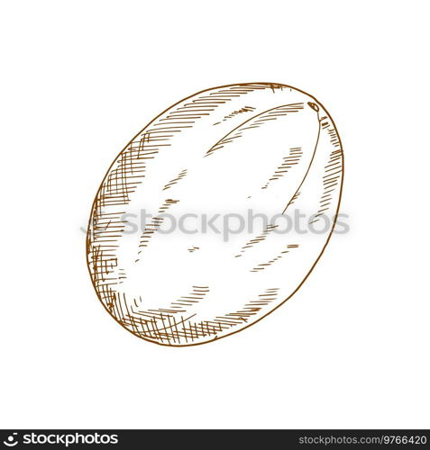 Ripe tropical sweet melon, isolated raw fruit sketch. Ripe melon fruit