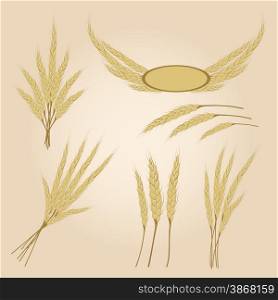 Ripe yellow rye ears, agricultural vector illustration
