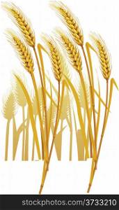 ripe yellow wheat ears, vector illustration.