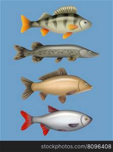River fish. Realistic seafood freshwater swimming animals salmon herring bass decent vector templates collection of seafood, animal freshwater, realistic carp illustration. River fish. Realistic seafood freshwater swimming animals salmon herring bass decent vector templates collection