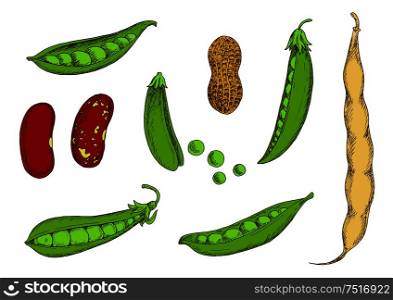 Roasted peanut in shell, fresh pods of sweet pea and common bean with green and red spotted grains. Wholesome vegetables and legumes colored sketches for kitchen interior or organic farming design usage. Peanut, sweet green peas and beans sketch