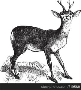 Roe Deer or Chevreuil or Capreolus capreolus, vintage engraving. Old engraved illustration of a Roe Deer.