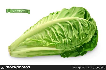 Romaine, cos lettuce. 3d realistic food illustration. Vector object