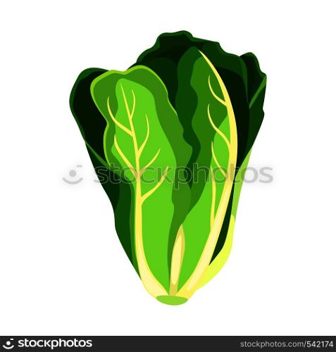 Romaine salad lettuce plant. Nature organic fresh green vegetable leaves. Vegetarian food. Vector illustration isolated on white background. Romaine salad lettuce plant. Nature organic fresh green vegetable leaves.
