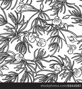 rooibos seamless pattern. rooibos plant seamless pattern on white background